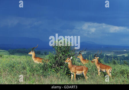 Impala, aepyceros melampus, Group of Males, Masai Mara Park in Kenya Stock Photo