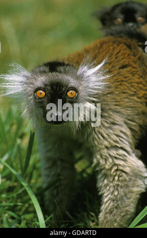Black Lemur, eulemur macaco, Female
