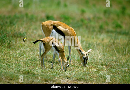 Thomson's Gazelle, gazella thomsoni, Mother with Young, Masai Mara Park in Kenya Stock Photo