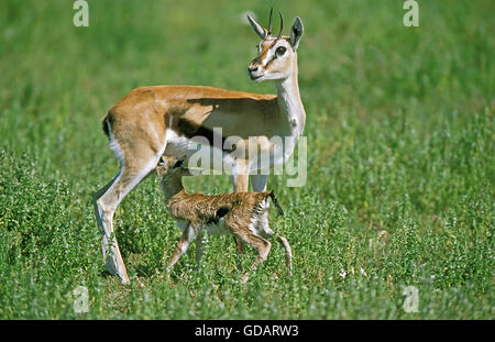 Thomson's Gazelle, gazella thomsoni, Female with Newborn Fawn, Masai Mara Park in Kenya Stock Photo