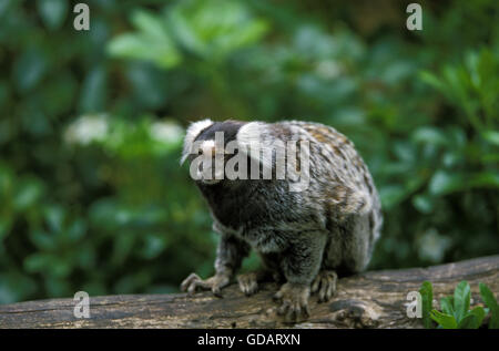 Common Marmoset, callithrix jacchus, Adult on Branch Stock Photo