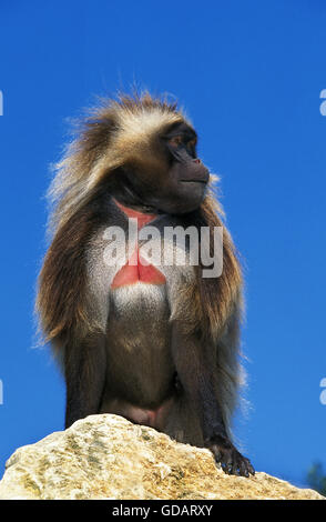 GELADA BABOON theropithecus gelada, MALE ON ROCK Stock Photo