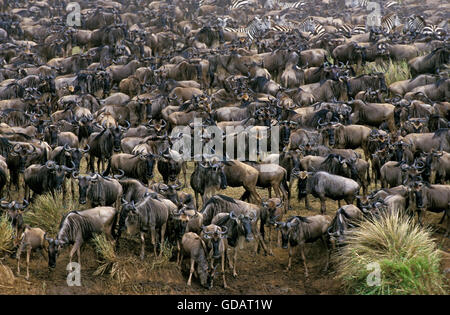 Blue Wildebeest, connochaetes taurinus, Herd during Migration, Masai Mara Park in Kenya Stock Photo