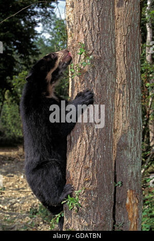 SPECTACLED BEAR tremarctos ornatus, ADULT CLIMBING TREE TRUNK Stock Photo
