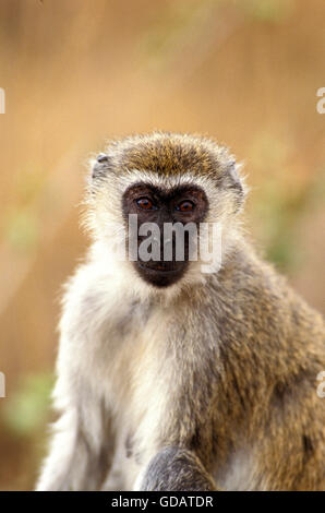 Vervet Monkey, cercopithecus aethiops, Portrait of Female, Kenya Stock Photo