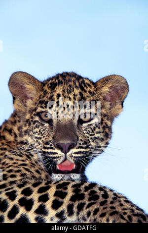 Leopard, panthera pardus, Portrait of Cub Stock Photo
