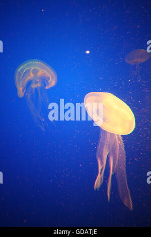 Asien, Suedostasien, Singapur, Sentosa, Insel, Underwater World, Aquarium, Qualle, Jellyfish,  Das Aquarium Underwater World auf Stock Photo