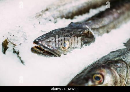 Raw delicious fresh fish merluza or hake on ice on market store shop. Merluccius merluccius. Stock Photo