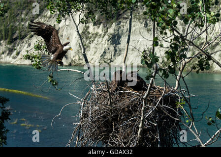 bald eagle,Haliaeetus leucocephalus,nesting,Yukon,Canada Stock Photo