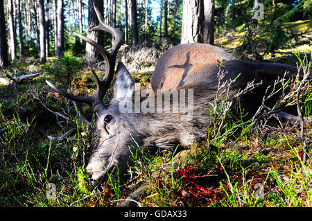 hunted deer Stock Photo