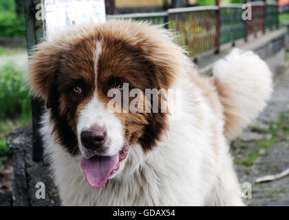 Saint bernard dog standing on the street Stock Photo