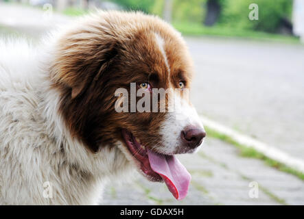 Saint bernard dog standing on the street Stock Photo