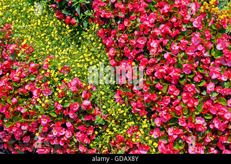Flowerbed Stock Photo
