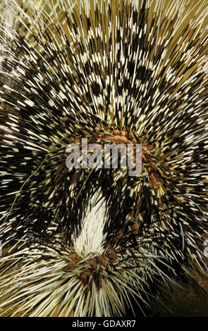 Crested Porcupine, hystrix cristata, Adult, Close up of Tail Stock Photo