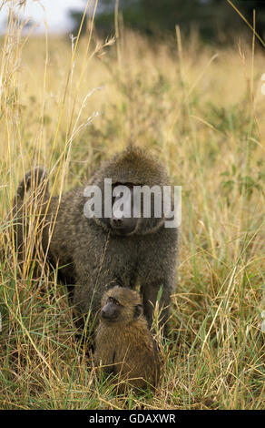 Olive Baboon, papio anubis, Male with Young, Masai Mara Park in Kenya Stock Photo