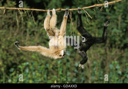 WHITE-HANDED GIBBON hylobates lar, ADULTS HANGING FROM LIANA Stock Photo