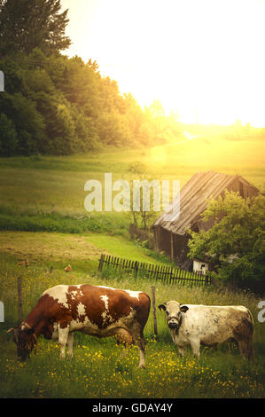 two cows standing in grass in village farm Stock Photo