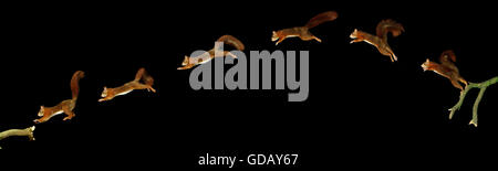 Red Squirrel, sciurus vulgaris, Male Leaping, Movement Sequence Stock Photo