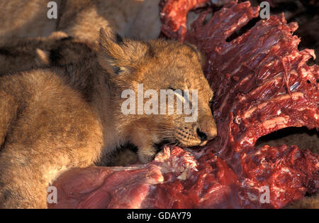 AFRICAN LION panthera leo, CUB EATING ZEBRA CRACASS, MASAI MARA PARK, KENYA Stock Photo
