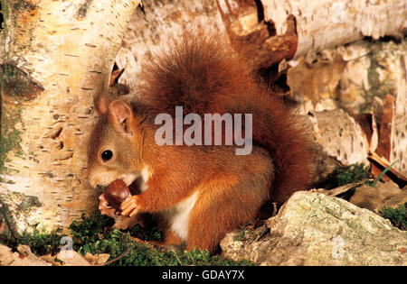 Red Squirrel, sciurus vulgaris, Male eating Chestnut Stock Photo