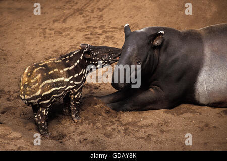 Malayan Tapir, tapirus indicus, Female with Young Stock Photo