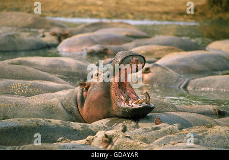 HIPPOPOTAMUS hippopotamus amphibius, MALE YAWNING, VIRUNGA PARK, CONGO
