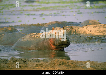 HIPPOPOTAMUS hippopotamus amphibius, ADULT HAVING MUDBATH, VIRUNGA PARK, CONGO Stock Photo