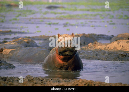 HIPPOPOTAMUS hippopotamus amphibius, ADULT EMERGING FROM WATER, VIRUNGA PARK IN CONGO