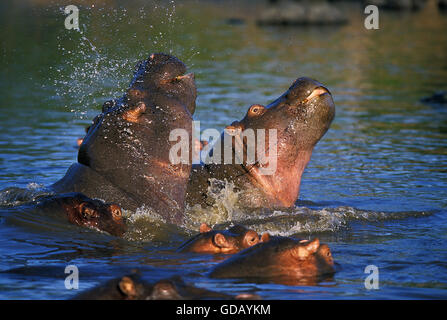 HIPPOPOTAMUS hippopotamus amphibius, PAIR FIGHTING IN WATER, MASAI MARA PARK IN KENYA Stock Photo