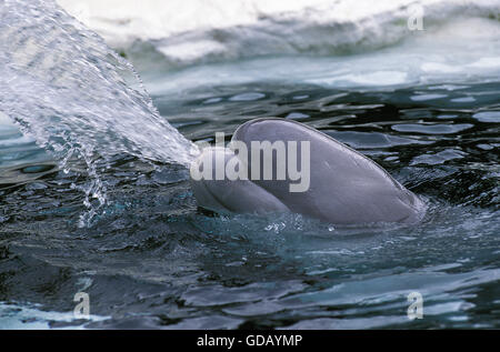 BELUGA WHALE OR WHITE WHALE delphinapterus leucas Stock Photo