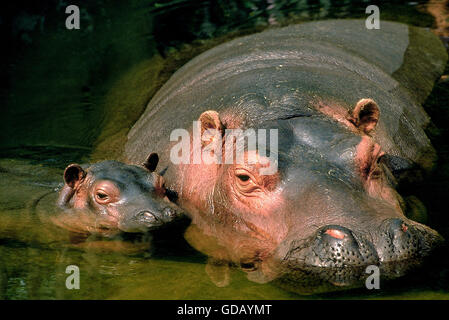 Hippopotamus, hippopotamus amphibius, Mother with Calf in River, Masai Mara Park in Kenya Stock Photo