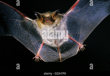Mouse-Eared Bat, myotis myotis, Adult in Flight Stock Photo