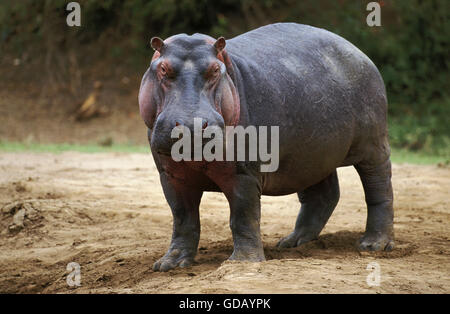 Hippopotamus, hippopotamus amphibius,  Masai Mara Park in Kenya Stock Photo