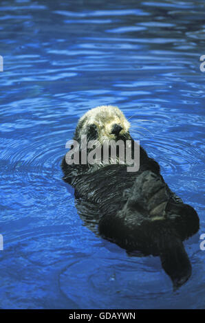 Sea Otter, enhydra lutris, Adult on its Back, Washing itself Stock Photo