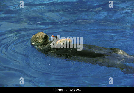 Sea Otter, enhydra lutris, Adult on its Back, Eating Crab 067731 Gerard LACZ Images Stock Photo