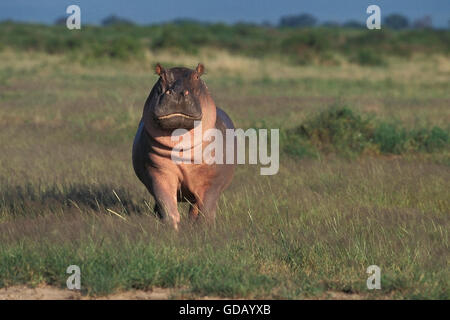 HIPPOPOTAMUS hippopotamus amphibius, MASAI MARA PARK IN KENYA Stock Photo