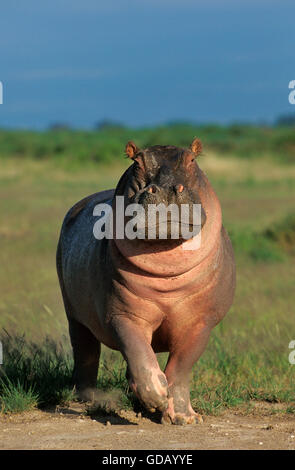 Hippopotamus, hippopotamus amphibius, Adult in Masai Mara Park, Kenya Stock Photo