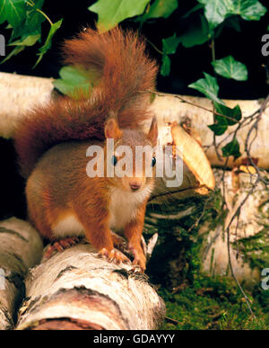 Red Squirrel, sciurus vulgaris, Male Stock Photo