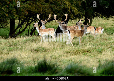 fallow deer at the edge of the forest Stock Photo