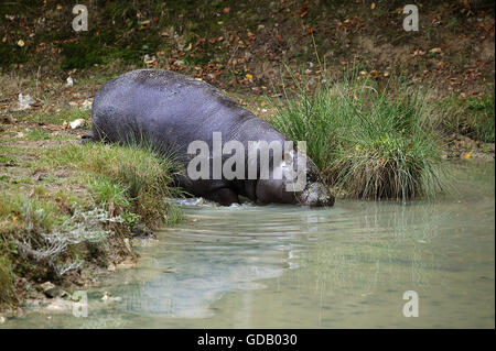 Pygmy Hippopotamus, choeropsis liberiensis, Adult entering Water