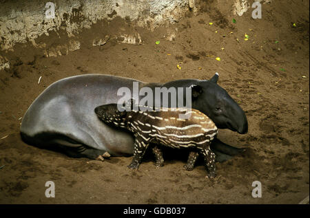 Malayan Tapir, tapirus indicus, Female with Calf Stock Photo