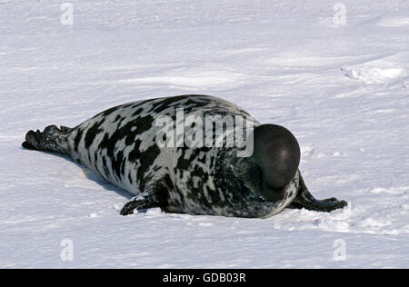 HOODED SEAL cystophora cristata, MALE ON ICE FIELD, MAGDALENA ISLAND IN CANADA Stock Photo