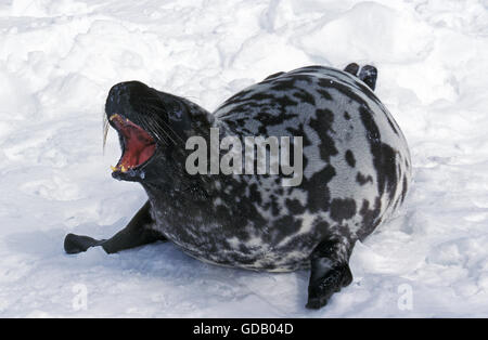 Hooded Seal, cystophora cristata, Mother calling out, Magdalena Island in Canada Stock Photo