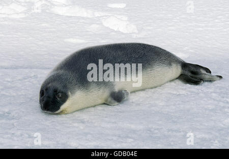 HOODED SEAL cystophora cristata, PUP ON ICE FIELD, MAGDALENA ISLAND IN CANADA Stock Photo