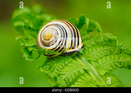 banded snail on leaf Stock Photo