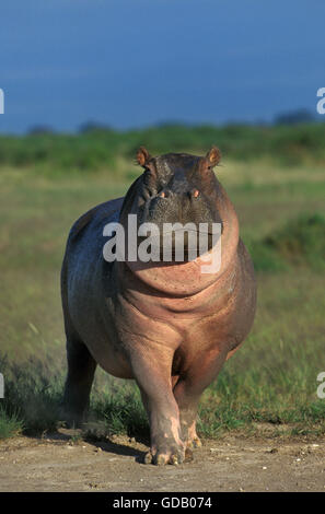 Hippopotamus, hippopotamus amphibius, Masai Mara Park in Kenya Stock Photo
