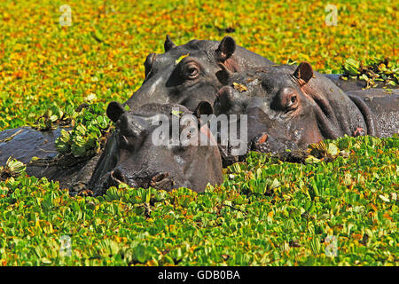 Hippopotamus, hippopotamus amphibius, Group in Swamp full of Water Lettuce, Masai Mara Park in Kenya Stock Photo