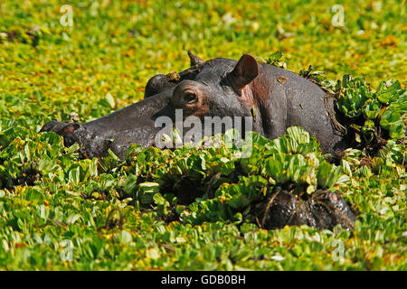 Hippopotamus, hippopotamus amphibius, Adult in Swamp full of Water Lettuce, Masai Mara Park in Kenya Stock Photo