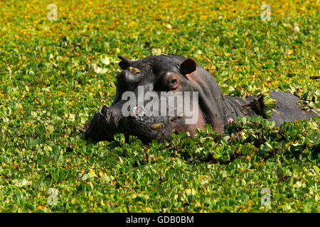 Hippopotamus, hippopotamus amphibius, Adult in Swamp full of Water Lettuce, Masai Mara Park in Kenya Stock Photo