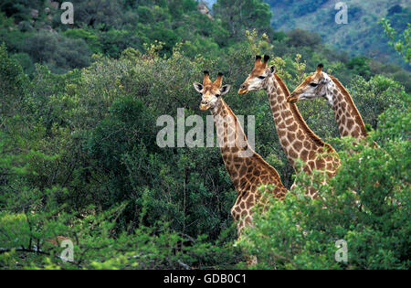 Rothschild's Giraffe, giraffa camelopardalis rothschildi, Herb emerging from Trees, Kenya Stock Photo